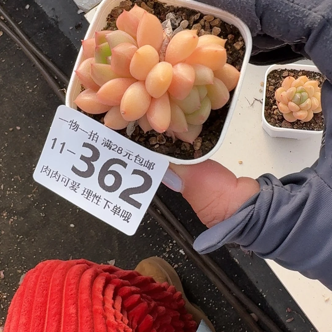 梦龙无盆土发货无