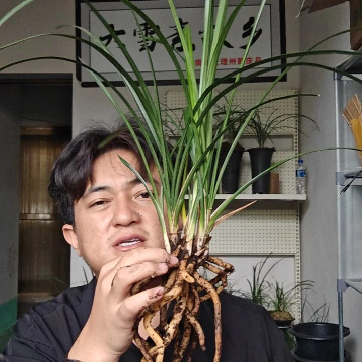 大部分花苞少量开放