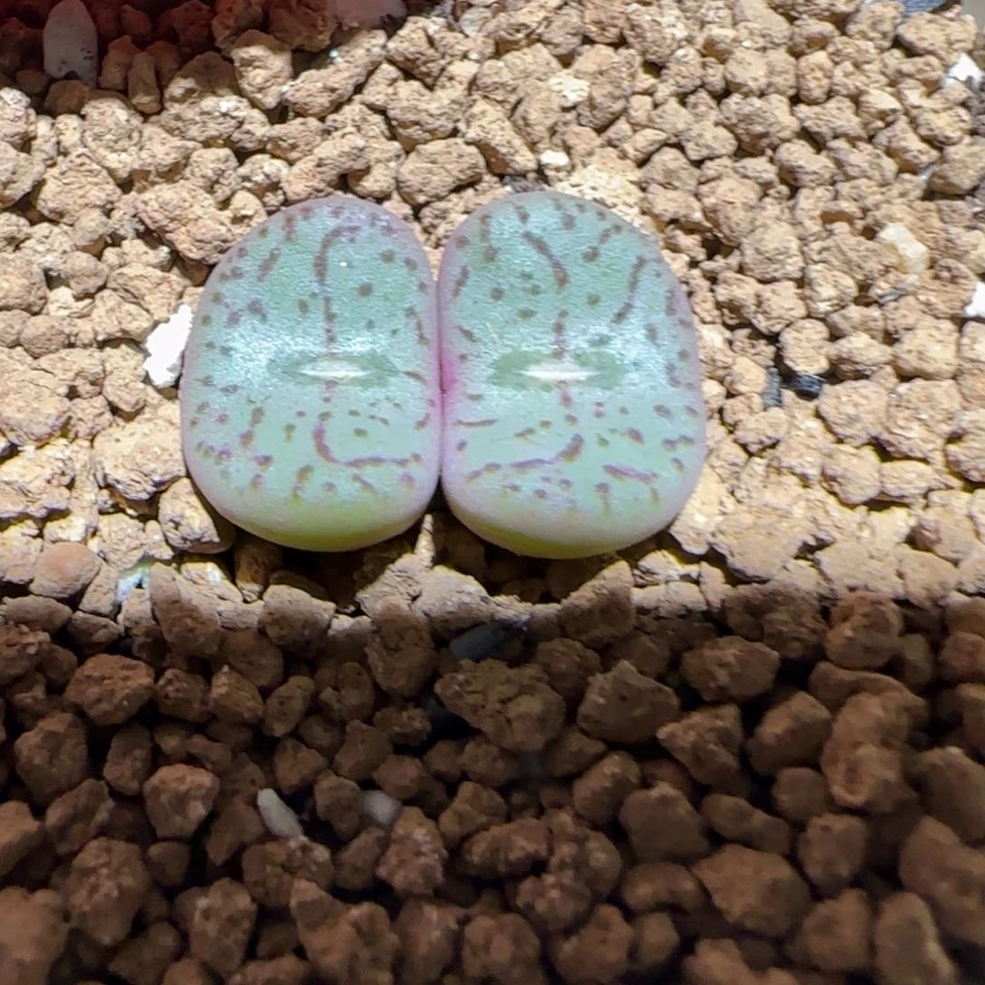 肉锥多肉植物组合-荷叶安贞753
