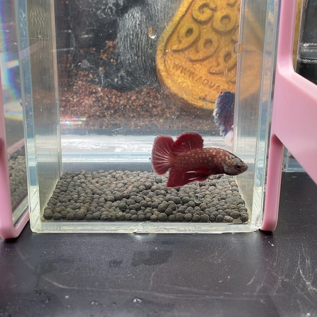 斗鱼45号1221晚豹子