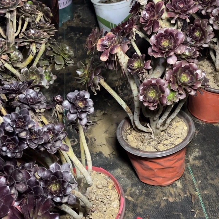 39黑法师多肉植物多肉