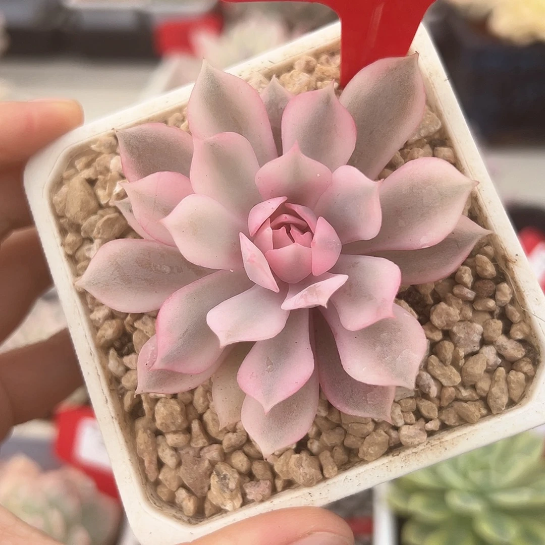 38粉蝶锦多肉植物