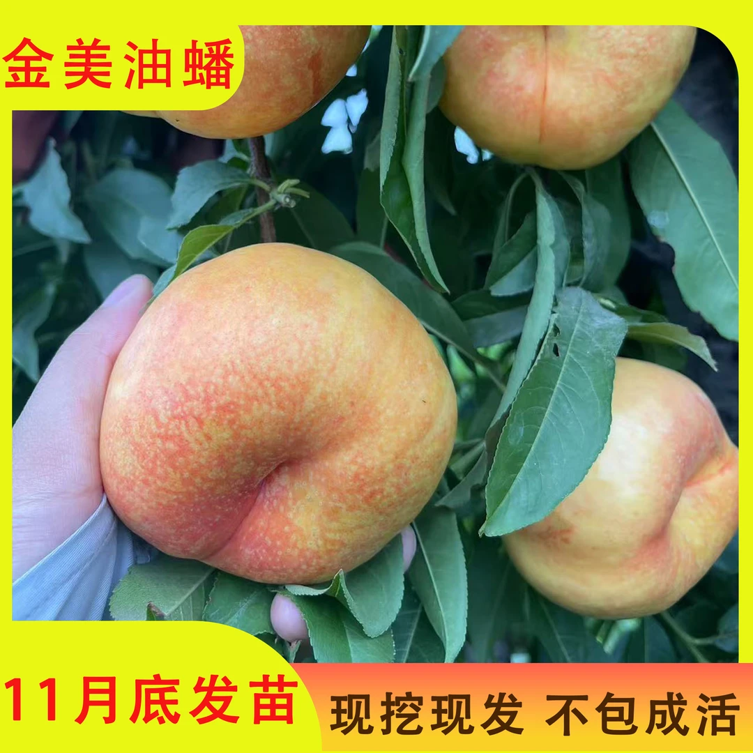 【金美油蟠】（10棵） 桃树苗 全款 12月发苗 下单发赠品