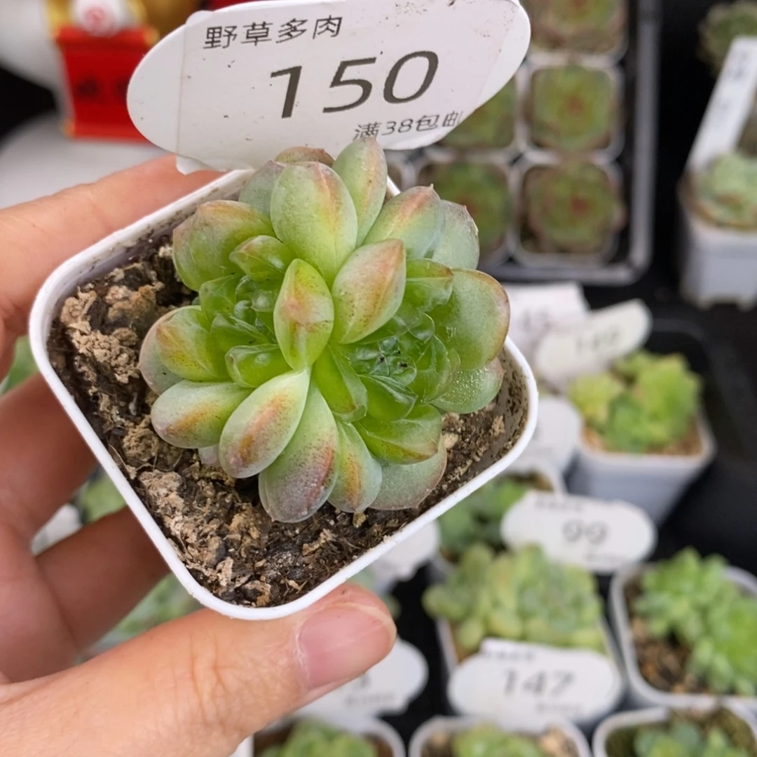 飘枝甜心四头群150号