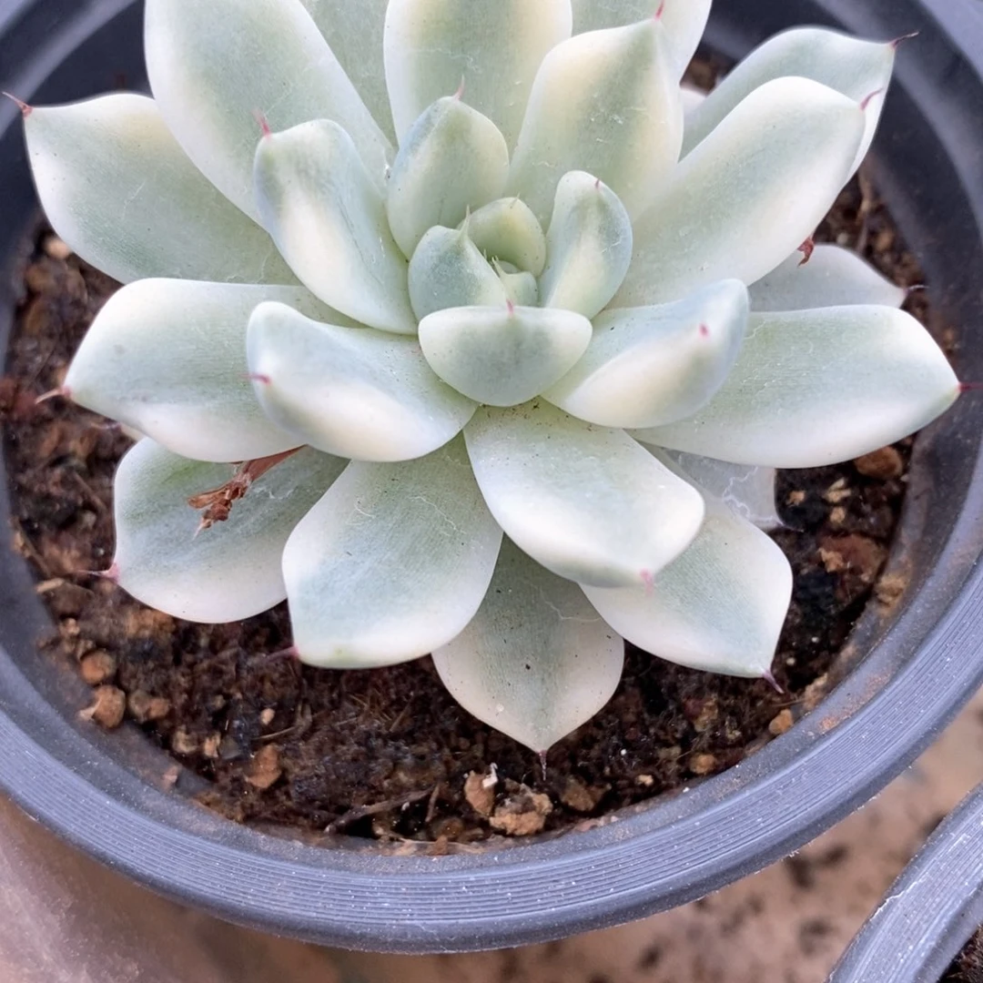 妲己锦多肉锦景天