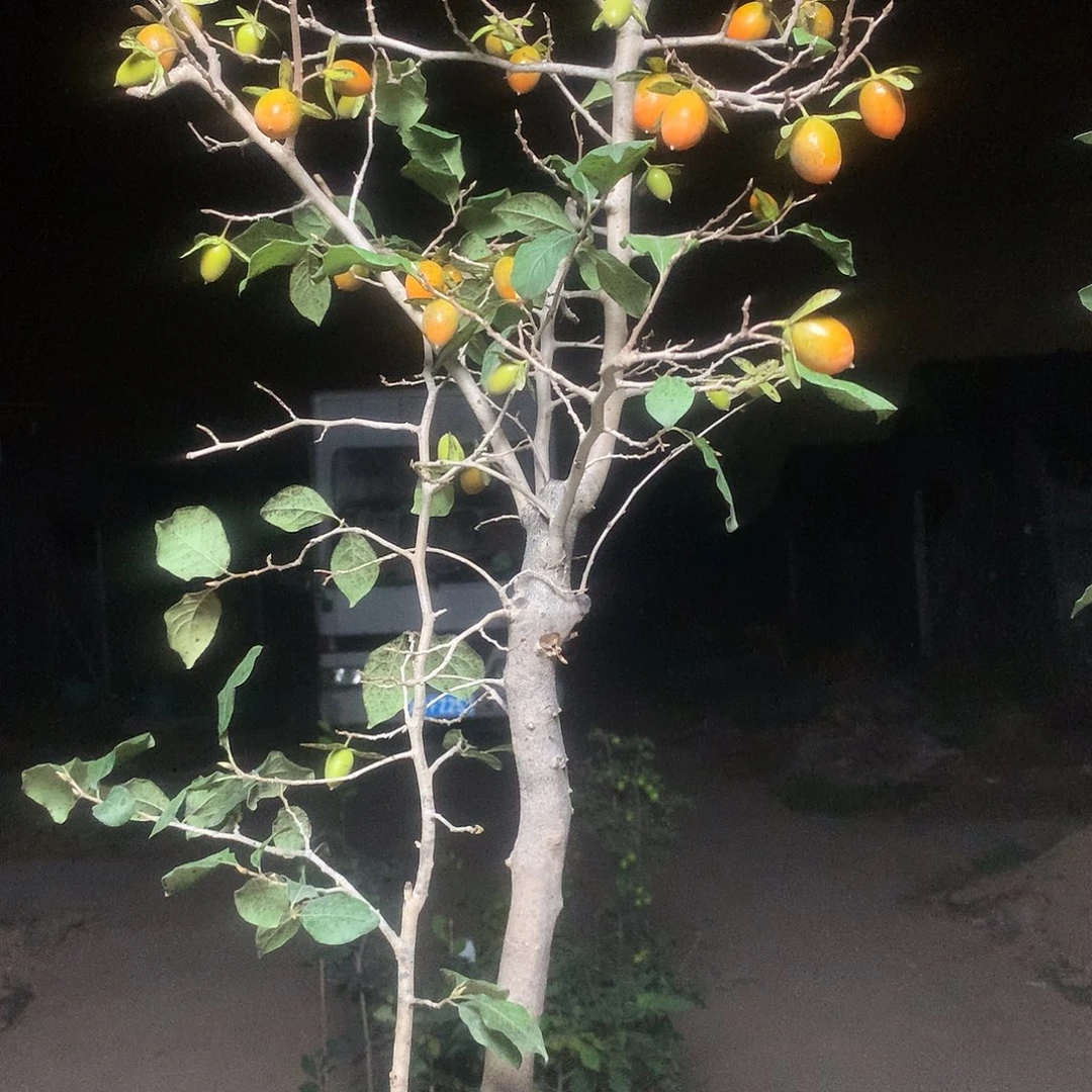 狼***腾无花朵我们要的就是这点