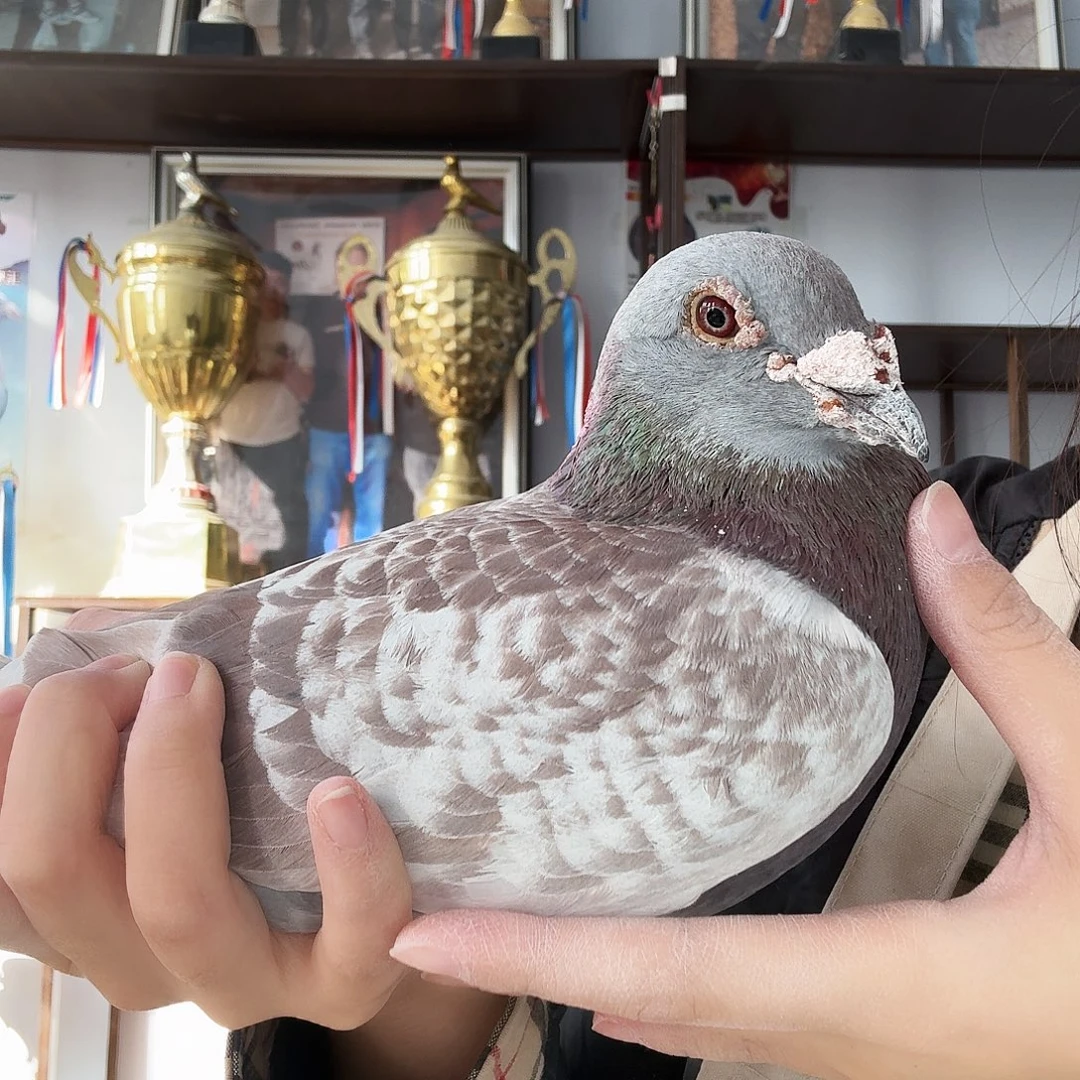 李***才8中国大陆肉类包邮到家了