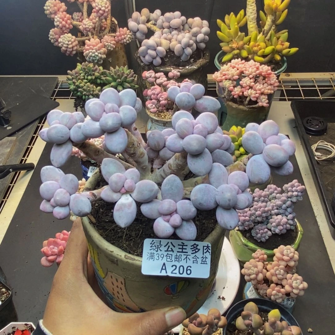 206香水手指奶多肉11c m