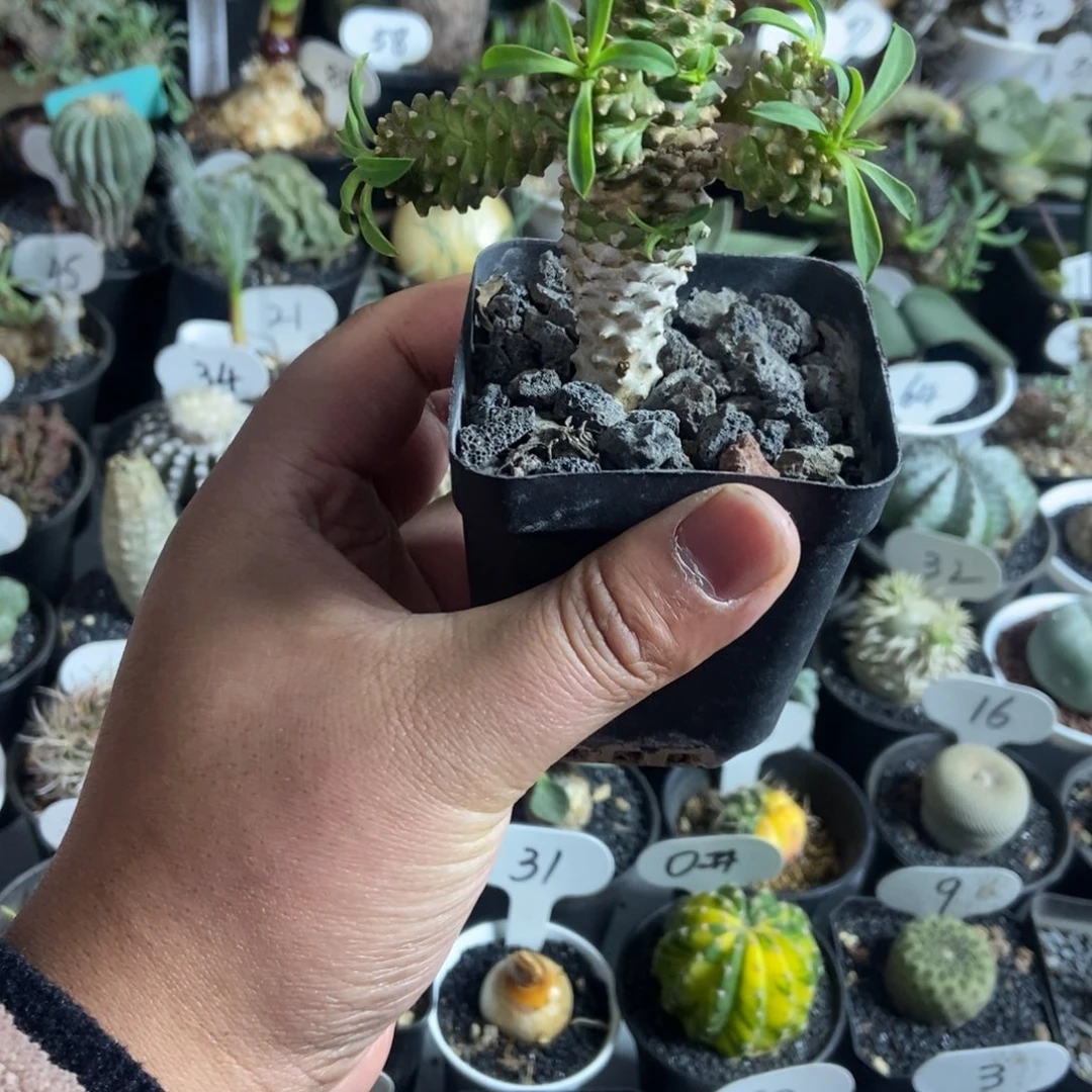 铁甲麒麟一物一拍