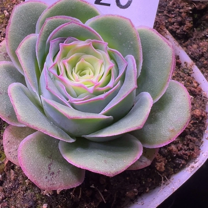 三碗720   不染花园级