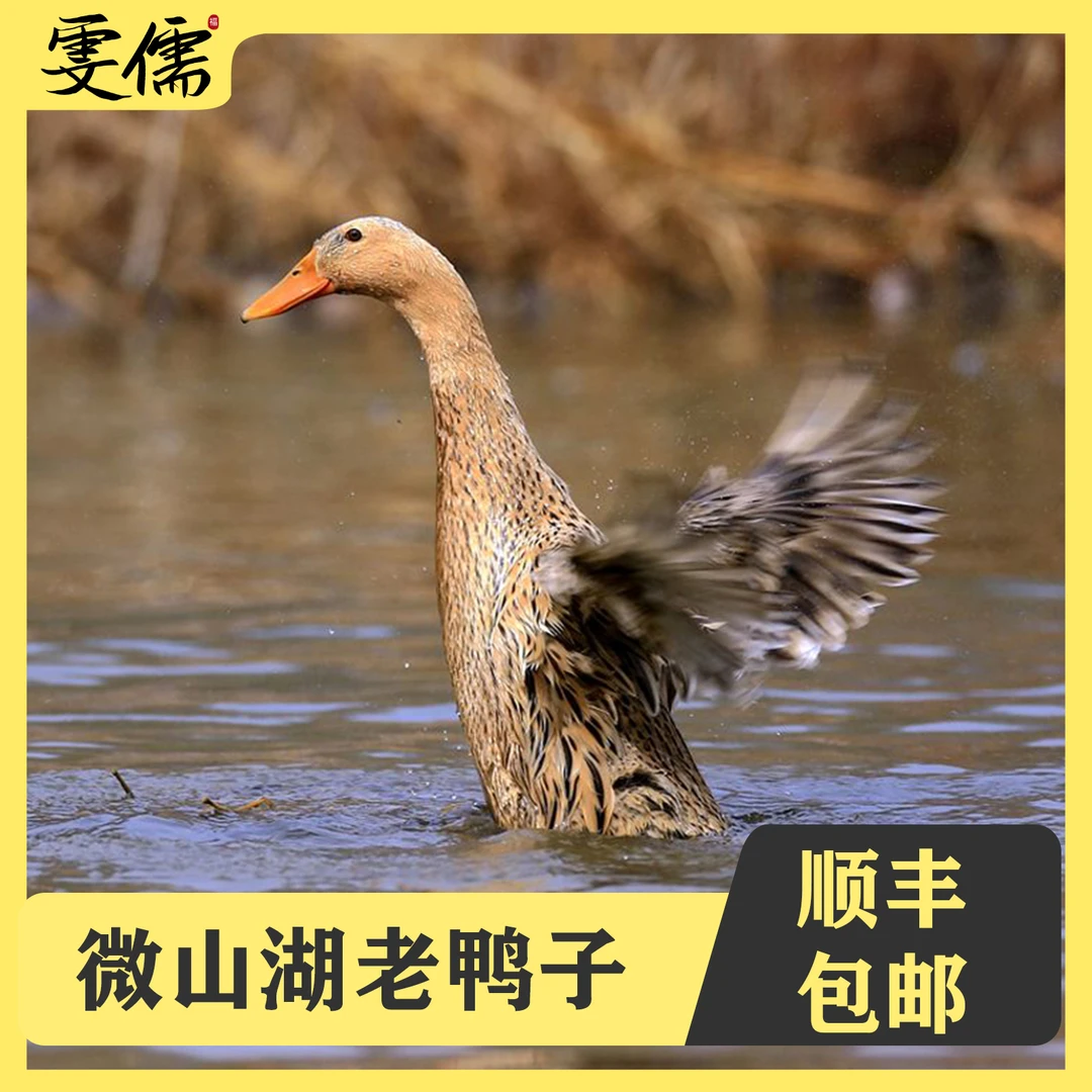 【三年老鸭】一只土鸭子 单只净重5斤顺丰带内脏（心肝胗）
