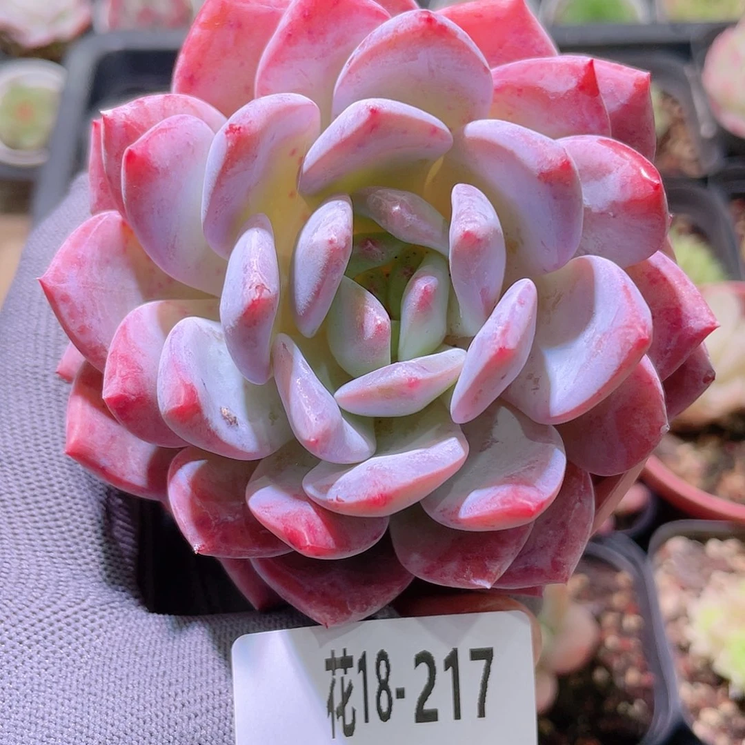 花利美18-217橙梦露