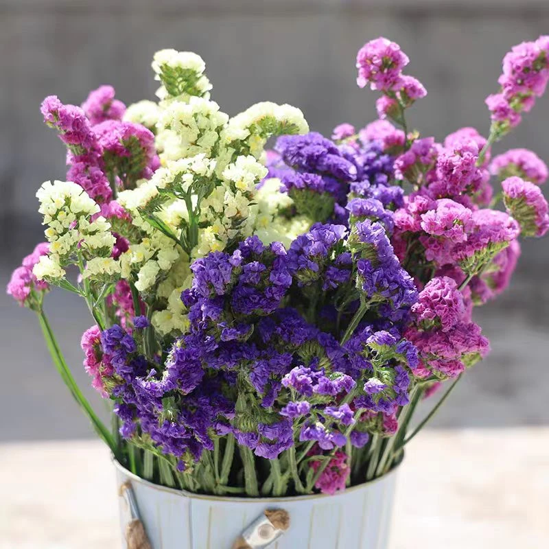 勿忘我鲜花-云舍鲜花卉鲜切花材800克装昆明现采现发顺丰冷链包邮