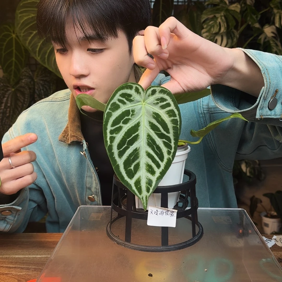 完全开放B168哪吒杂银色面纱