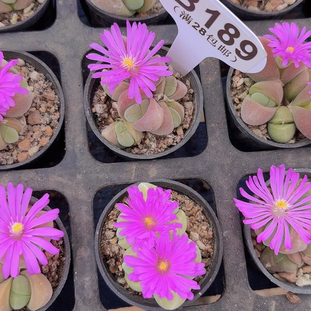 B189无比玉一物一拍