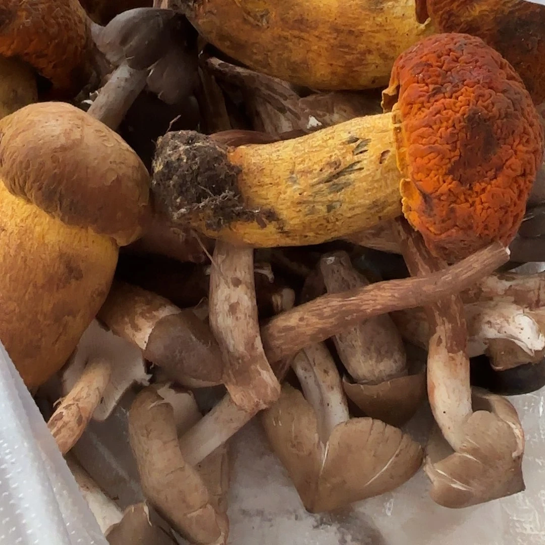 *****云南南华野生菌中国大陆