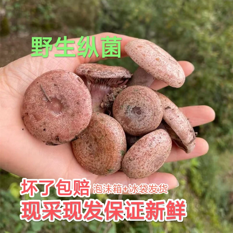 新鲜野生枞树菌谷熟菌铜绿菌三九菇松树菌蘑菇食用菌野外