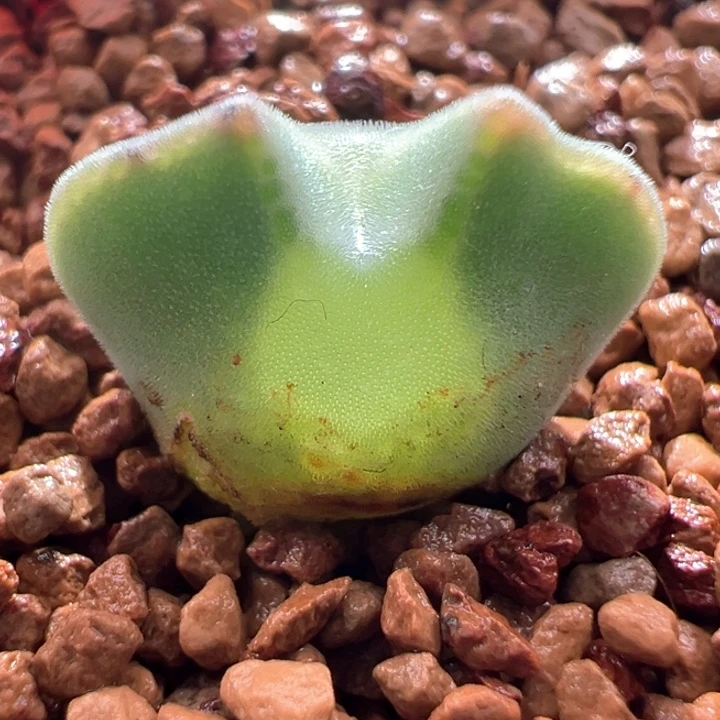 A779.  青蛙种源优选两年大眼空蝉。 福利。