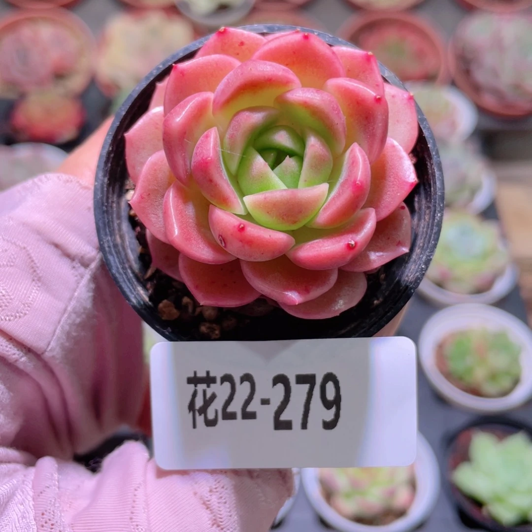 花利美22-279新品