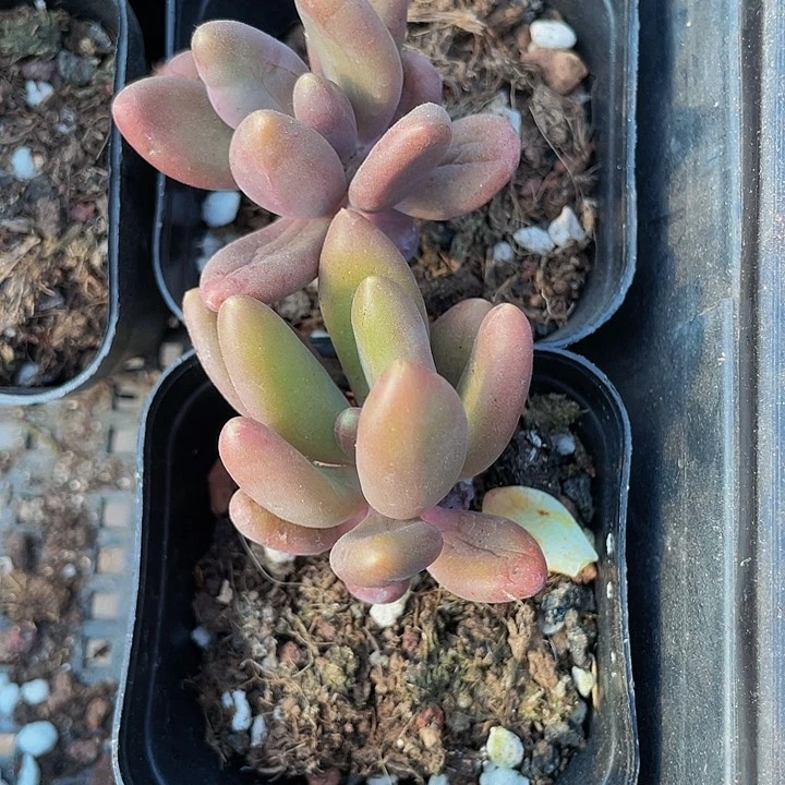 金蟾2.8带盆土发