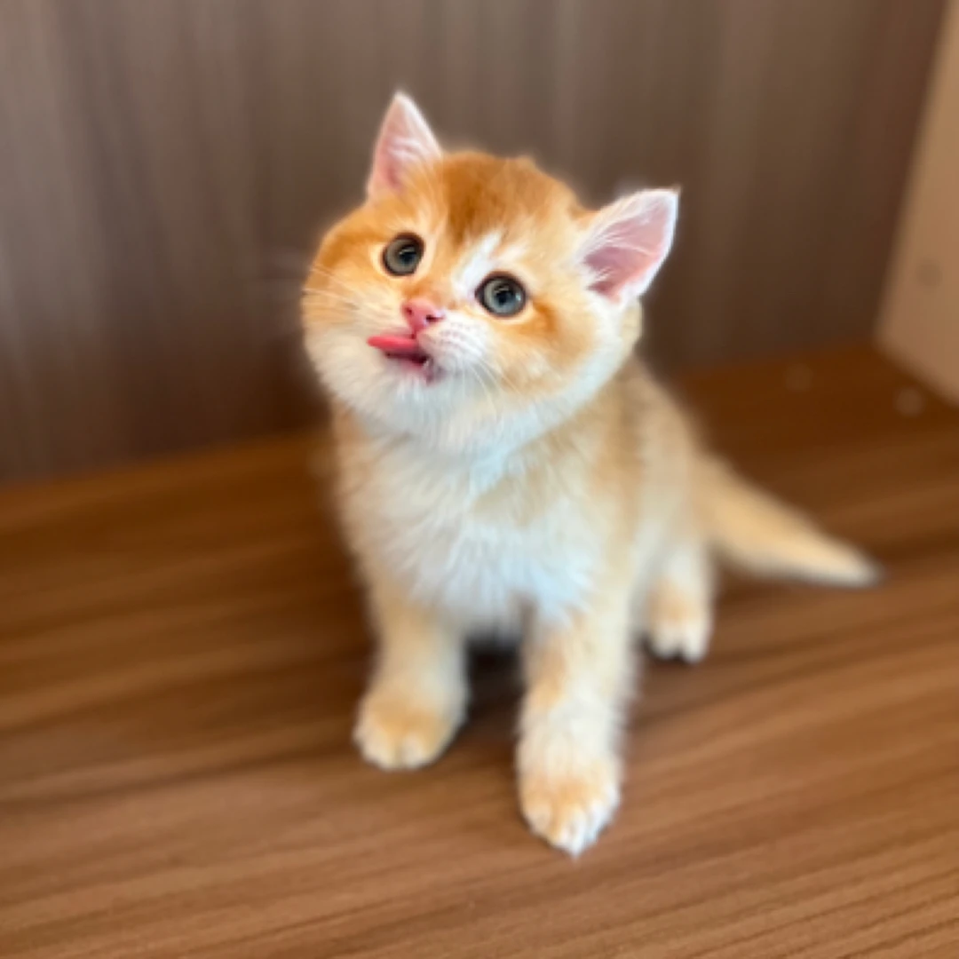 金渐层弟弟，巧克力金12色，渐层猫咪活体