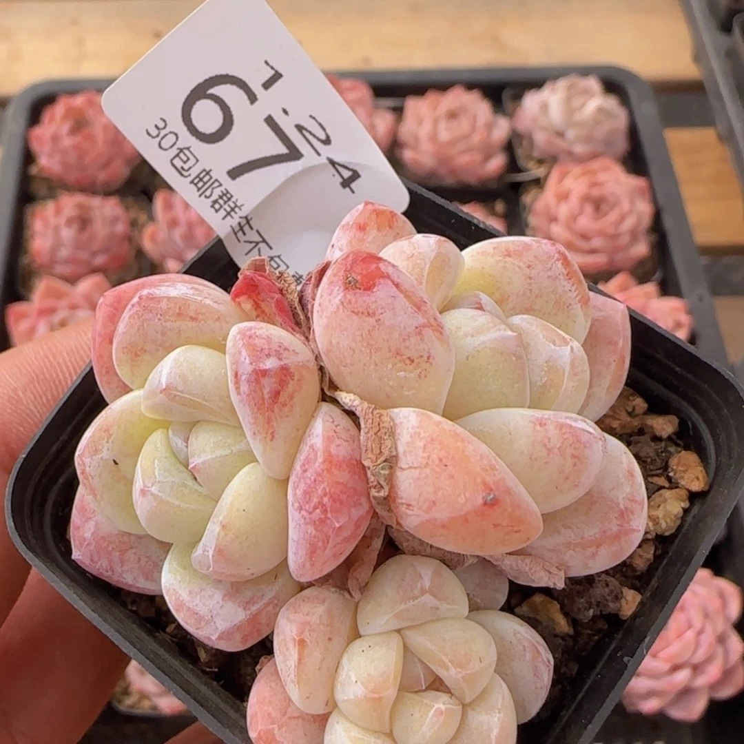 糖心冰玉一颗脱土发货