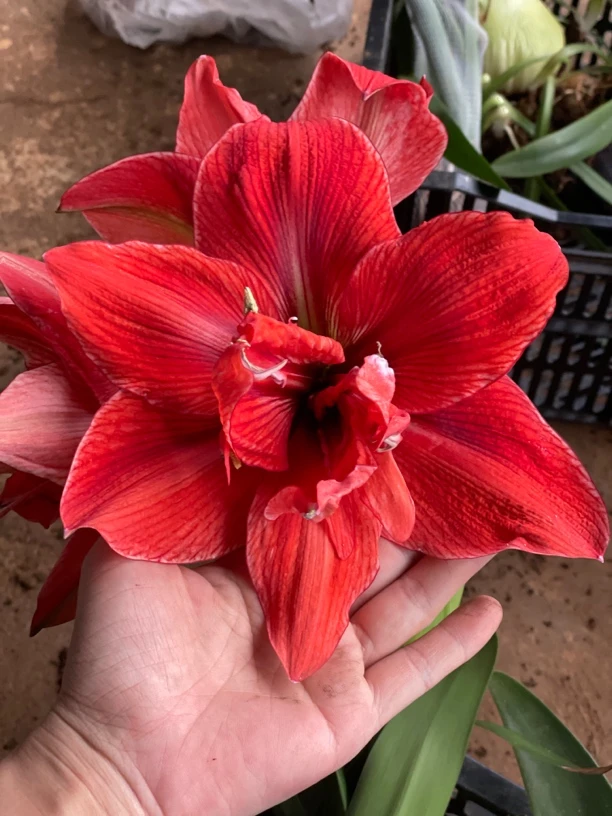 【自育】杂交朱顶红种球（4509）