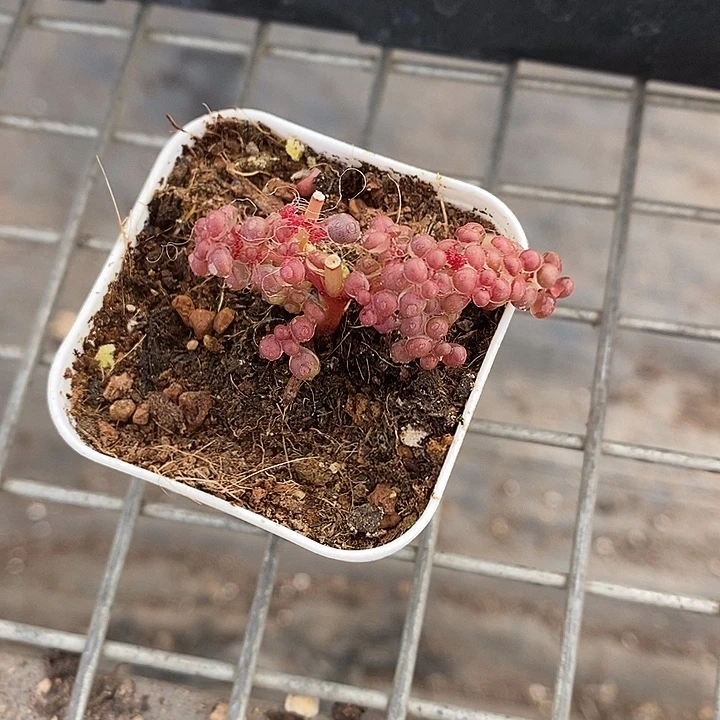 漂亮仙人球一物一拍