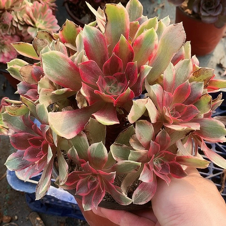 153浣纱多肉植物