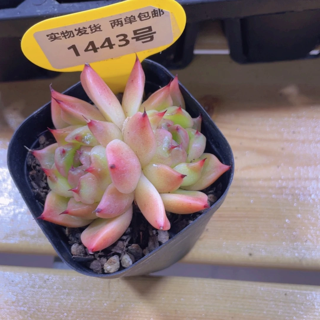 1443号 睫毛孤品珍妮