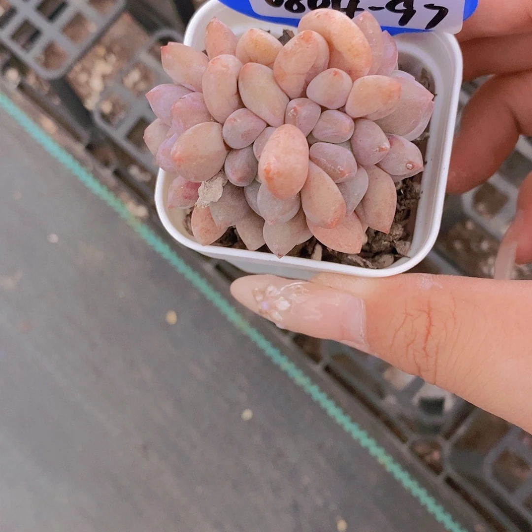0804-97-半夏四芯朵朵福利一颗一物一拍