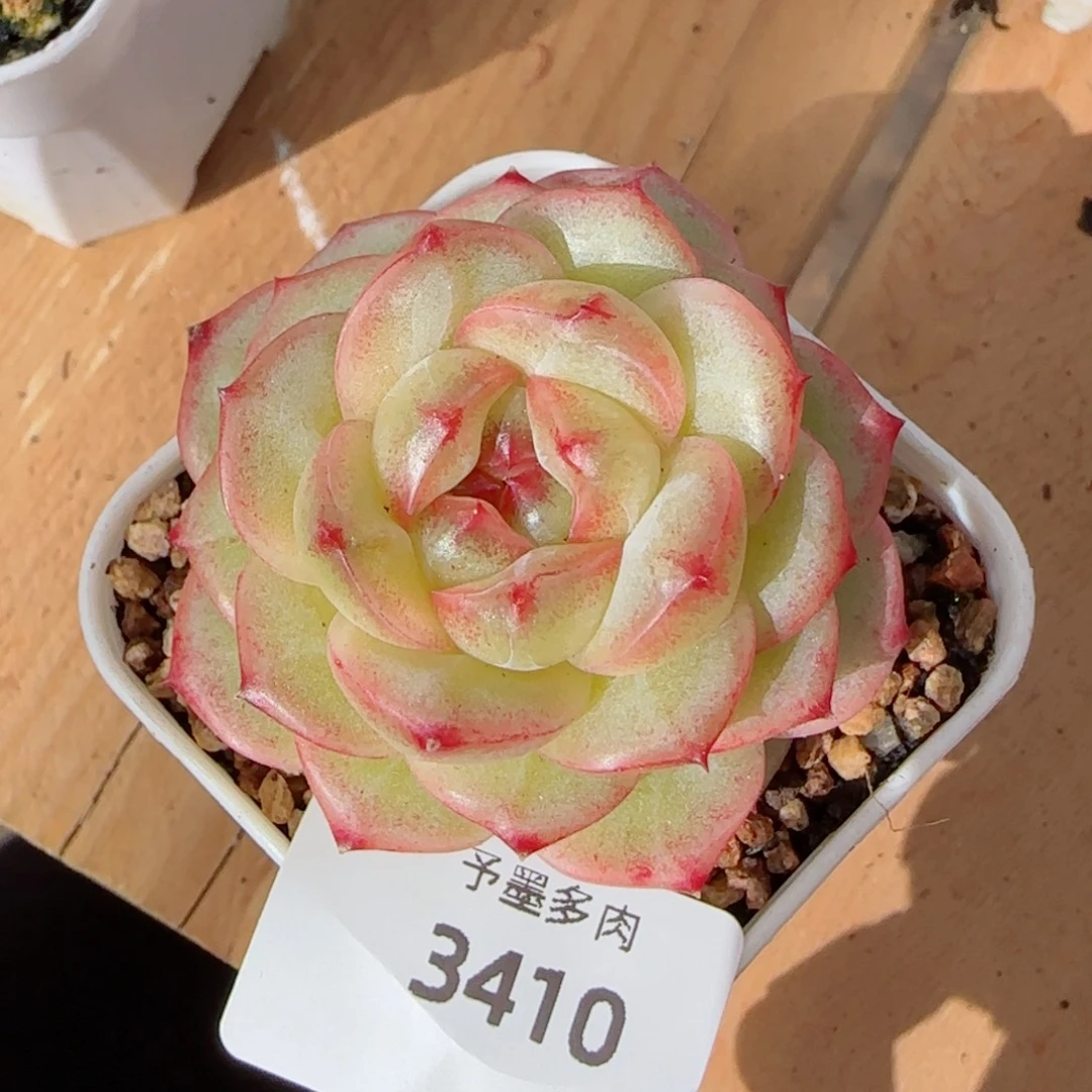 雪柠美人，3410多肉植物