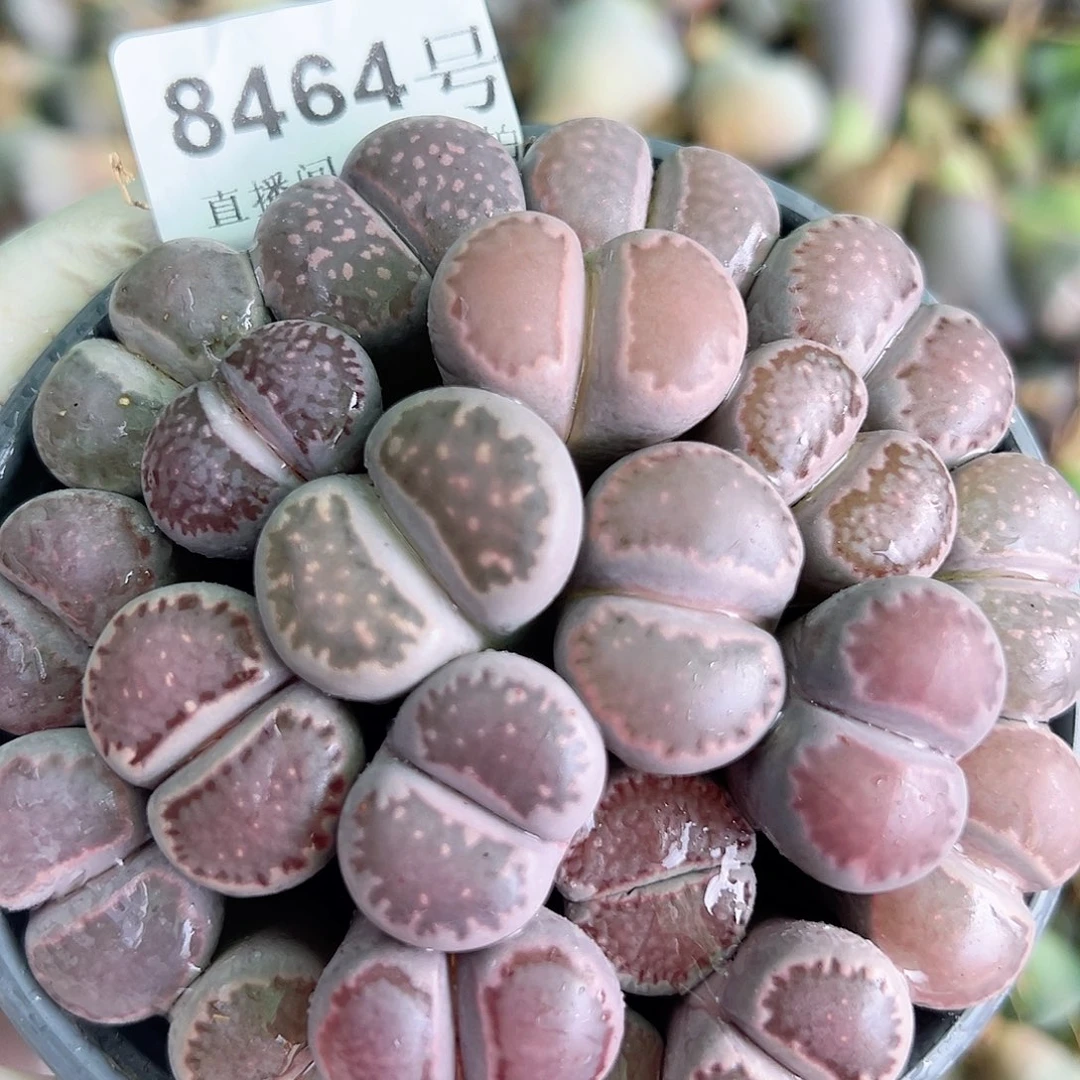 8464 好养易活生石花大母本已经服盆有腿长的