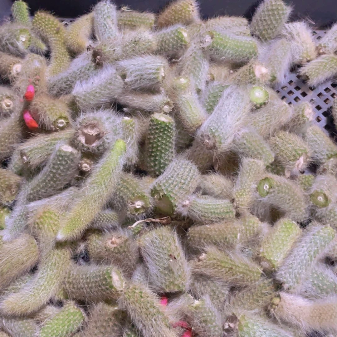 九尾狐小段50个一组