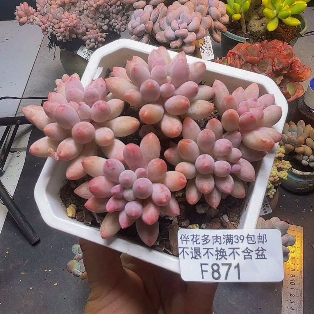 婴儿手指871/8cn多肉