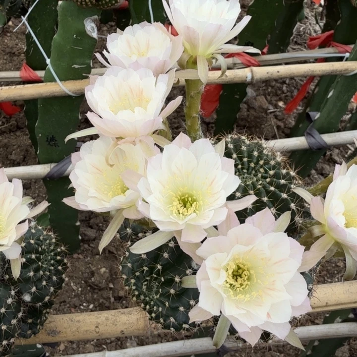 丽花白雪无根侧牙一颗福利