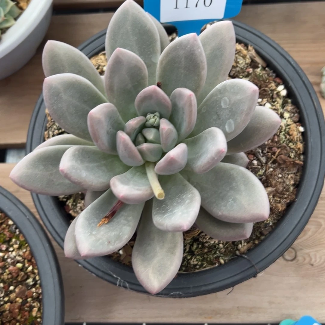 A**牛1170肉汤多哦多么多哦肉多么