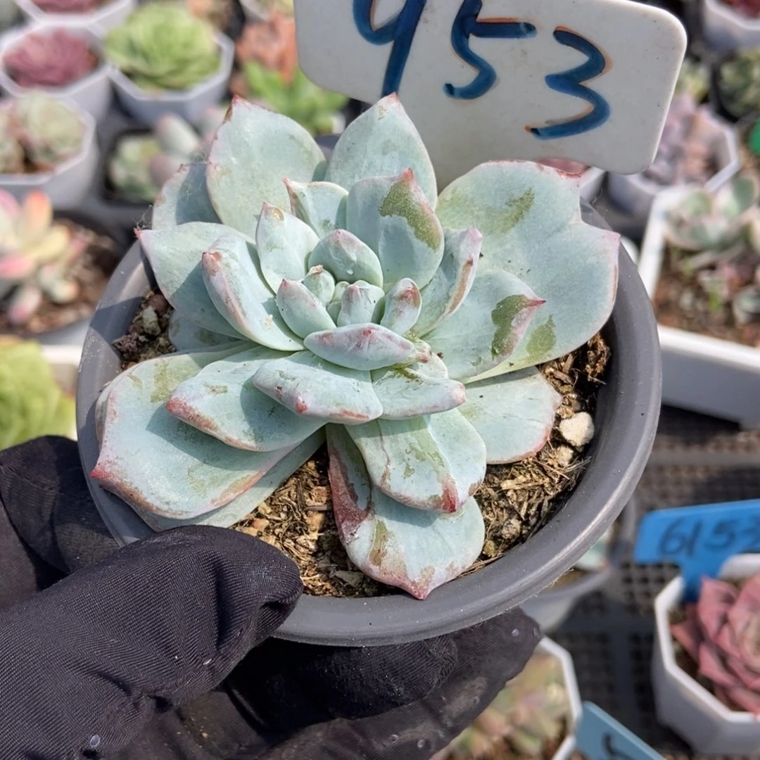 953粉蓝鸟石化多肉植物