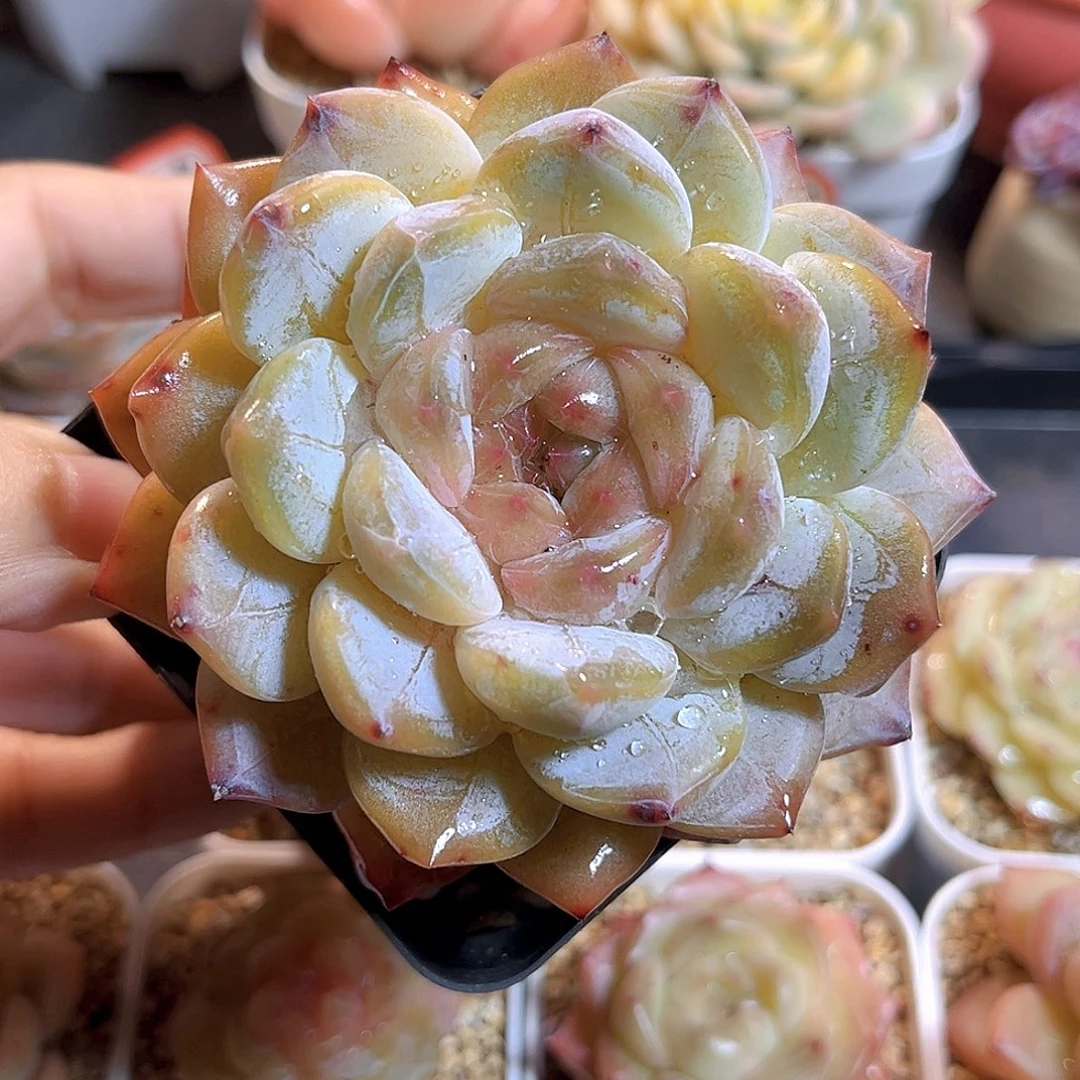 K240  雾境珍妮 满18包邮