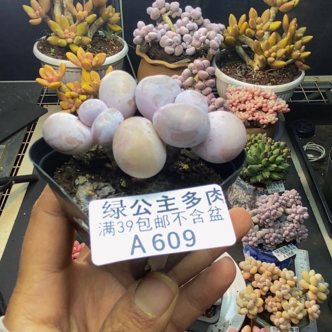 609橙奶多肉肉4c m