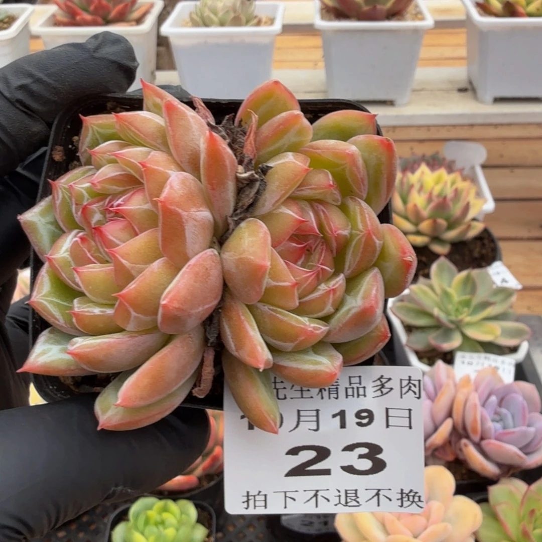 1019-23雪花珍妮双头