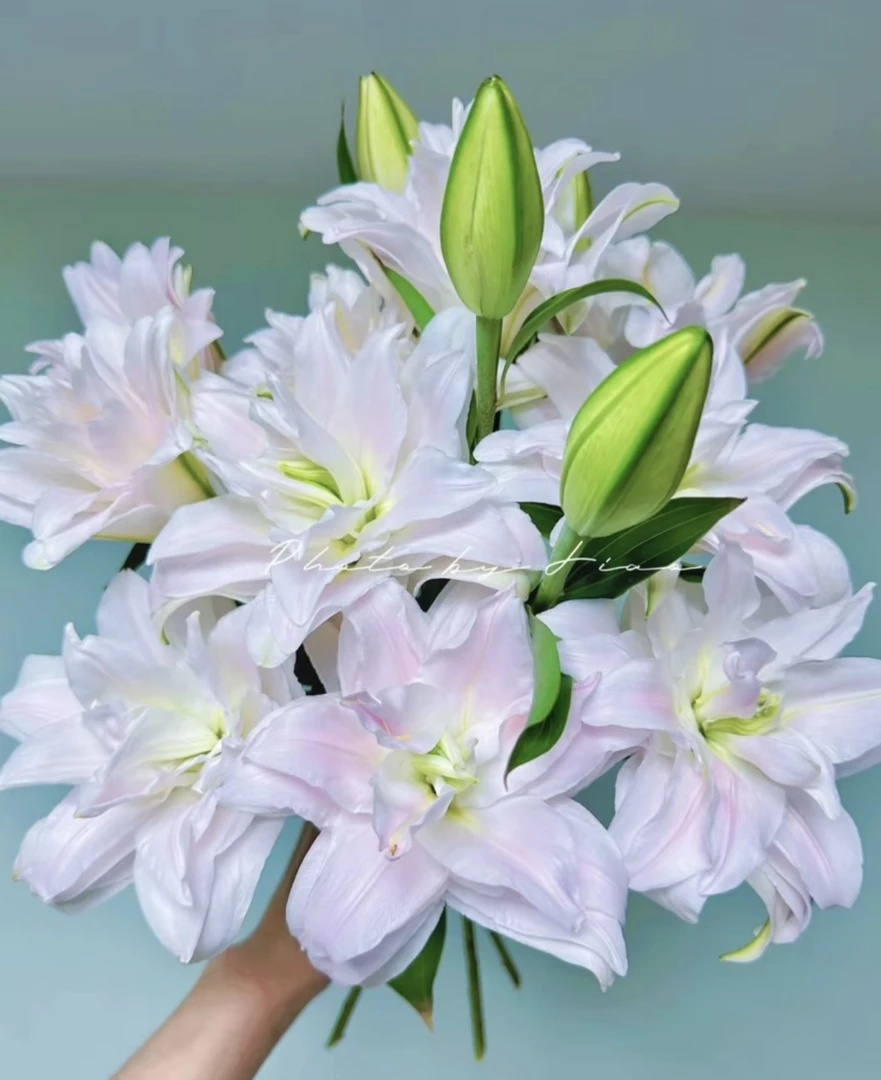 重瓣香水百合（女神）粉黛 云南鲜切花水养鲜花家用插花 顺丰包邮