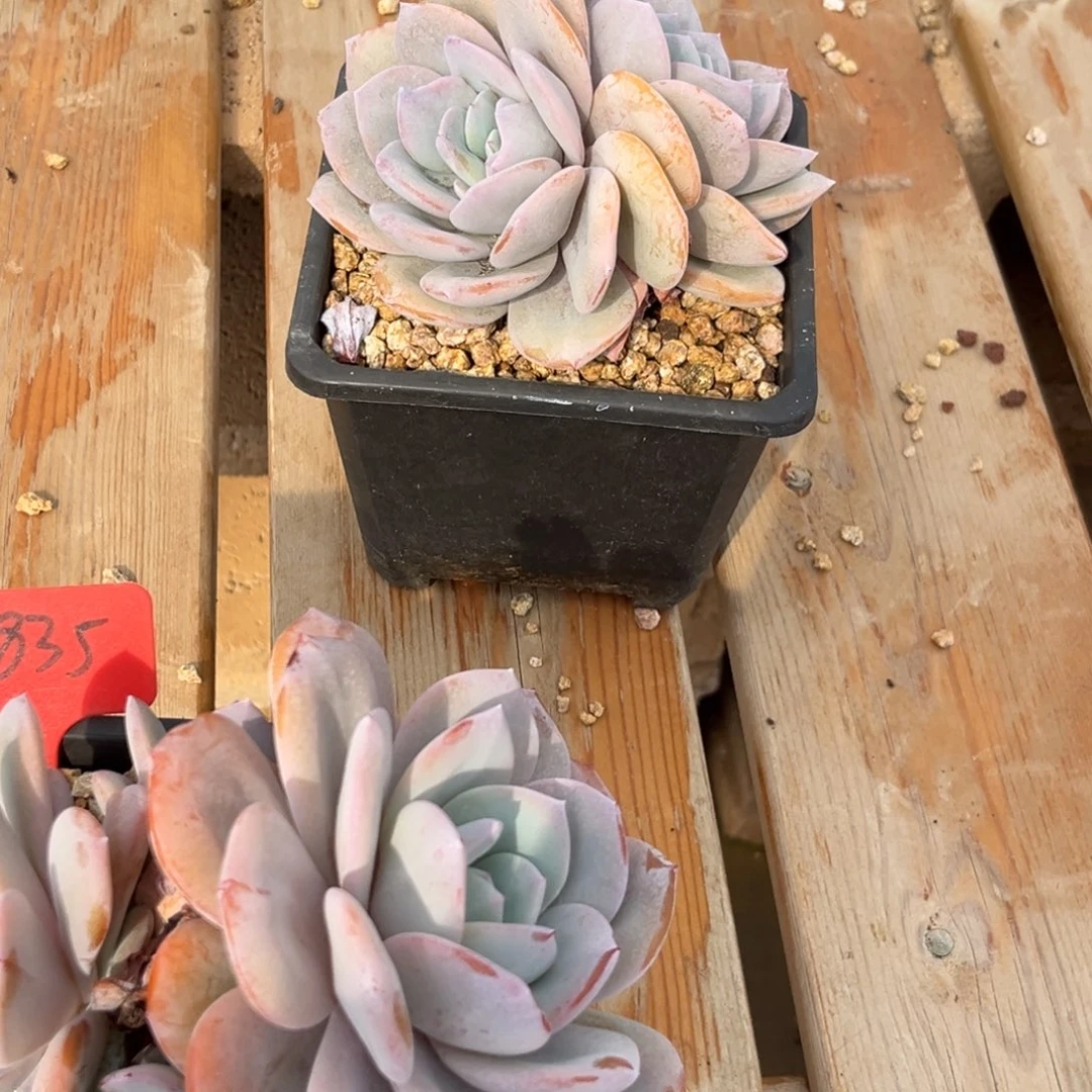 有***西下午多肉植物群生充值