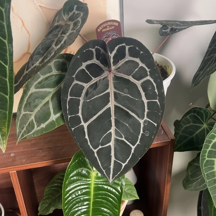 完全开放博士家带牌米歇尔