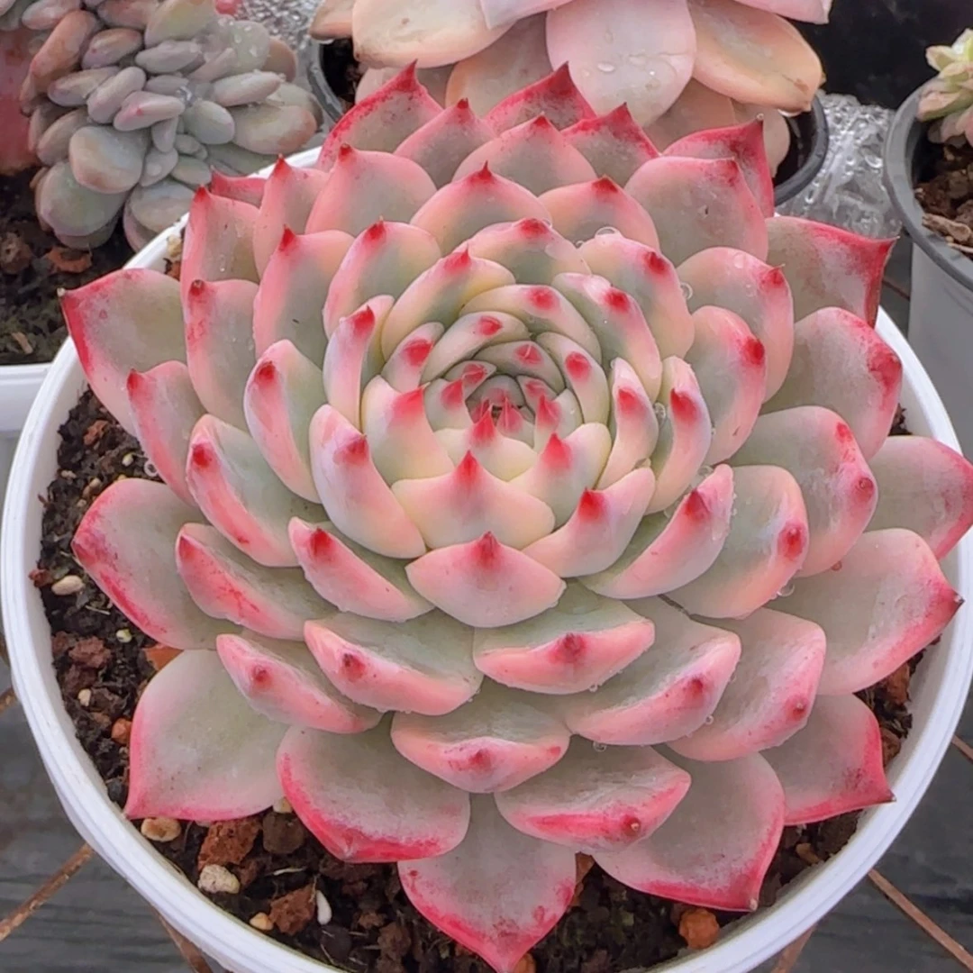 【闪购商品】吉娃娃锦99