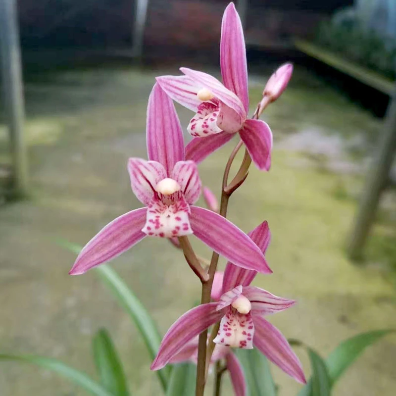 赵鹏推荐--建兰名山胭脂