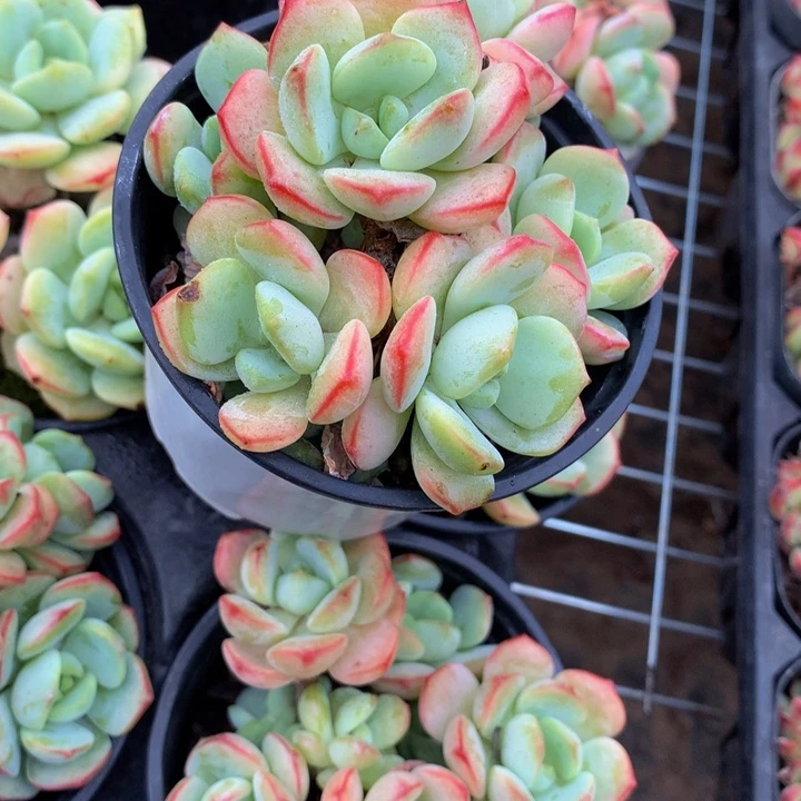 香草。