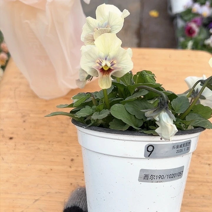 红陶抖音直播闪拍9