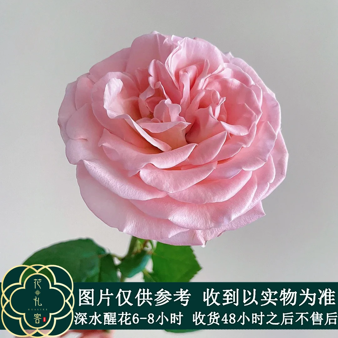 七叶花坊#单头玫瑰 【香水宝塔】荔枝花香 品质鲜花优选 顺丰包邮