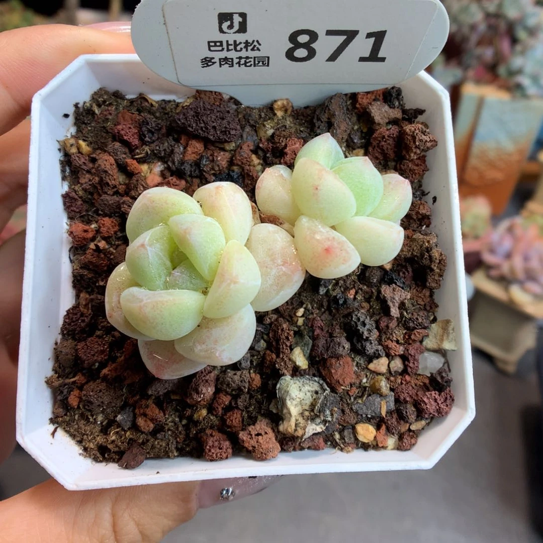 871双头黄透冰玉多肉植物
